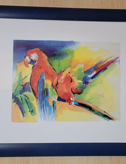 Bild Vögel Papageien Aras Holzrahmen - Soltendieck