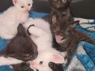 Maine Coon Mix Kitten - Düren