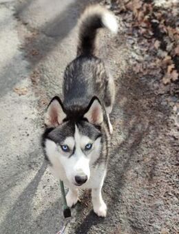 NULA 💕 sucht eine Familie - Mylau