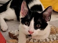 Amadeus, ca. 3,5 Monate, Familie gesucht - Grimburg