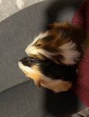 Meerschweinchen Langhaar in 23552