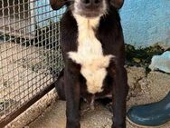 Gino - Im Tierheim Kelkheim - - Bad Vilbel
