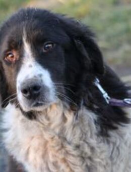 Marina - zutraulich u. kinderlieb - Lohra