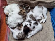 Katzenbabies, Katzenbaby, Kitten - Berlin