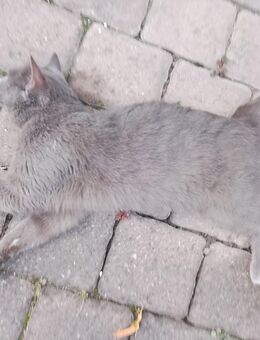 Katze - Bingen (Rhein) Zentrum