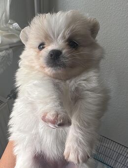 Spitz pomeranien - Leipzig