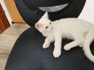 Kater sucht ein liebevolles Familie - Bochum