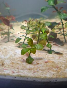 Ludwigia Aquarium Pflanze Ableger - Herne Eickel