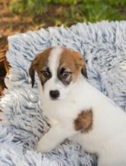 FLECKI - Menschen? nichts wie hin... - Overath