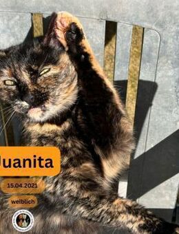 JUANITA, w., kastr., EHK, schildpatt - Sipplingen