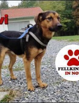 junger Ravi sucht ein liebes Zuhause - Margetshöchheim