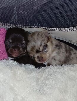 Chihuahua Welpen , reinrassig, lang Haar - Hannover Mitte