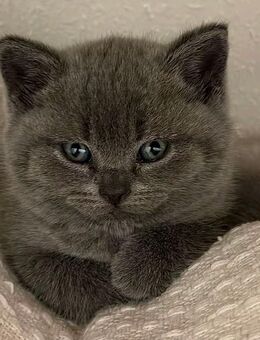 Reinrassige Britisch kurzhaar kitten - Düsseldorf