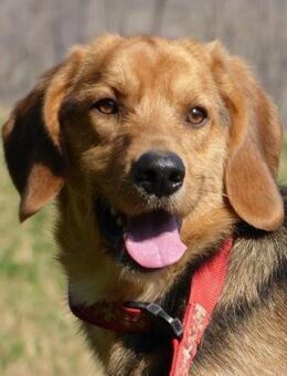 Bobby - sucht Zuhause auf dem Land - Endingen (Kaiserstuhl)