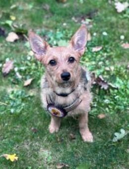 Valea - süße Hündin wartet auf dich - München