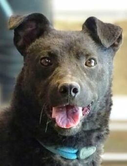 PAVLE träumt vom eigenen Zuhause - Gefrees