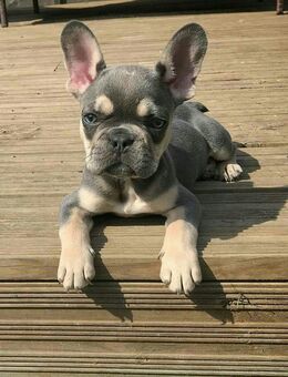 Französische Bulldogge – Rüde und Hündin - Frankfurt (Main) Sindlingen