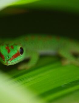 Madagaskar Taggecko High Red Phelsuma Grandis 0. 0. x - Ostelsheim