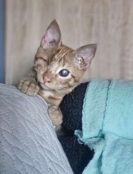 Zutraulicher Sully sucht sein Zuhause - Margetshöchheim