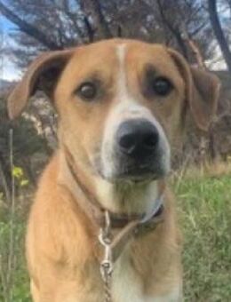 Buddy möchte aus seiner Angst heraus - Mettmann