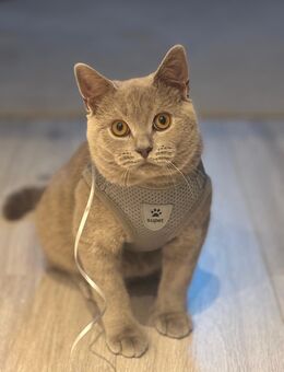 Kater 8 Monate - Gelsenkirchen Bismarck