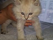 Heilige Birma Main Coon Mix - Schönebeck (Elbe)