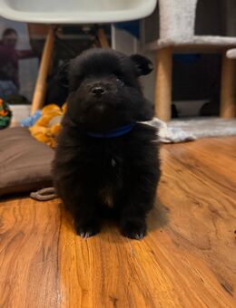 Pomchi Welpen geb 07.10.2025 - Wesel