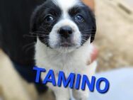 Tamino- Kokoni Mix - Moers