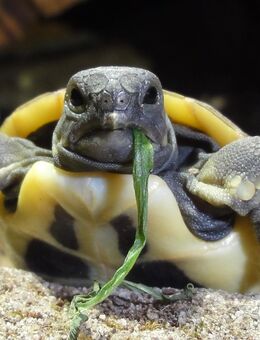 Abgabe von griechischen Landschildkröten ab Mitte April; Schlupf 2024 - Pfarrkirchen Zentrum