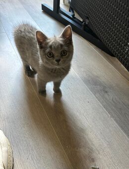 BKH Kitten - Bad Ems