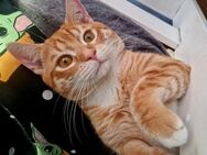 BKH Kater 11 Monate alt - Duisburg