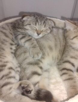 BKH Kitten - Lahr (Schwarzwald)