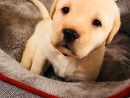 Unsere Labrador Retriever Welpen sind da, blond, weiß - Wulfsen