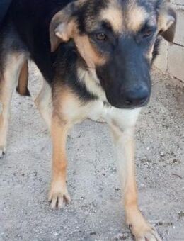 🌺 ZOE 🌺 - SUCHT IHRE MENSCHEN! - Alfeld (Leine)