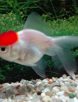 Schleierschwanz Rotkopf - Hohenroth