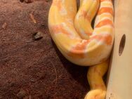 Boa Constrictor Albino 0.1 - Augsburg