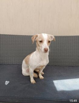 Bella💓 die Schöne - Nidda