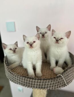 Süße BKH Kitten in bluepoint - Bochum
