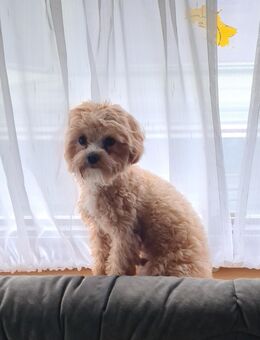 DECKRÜDE Maltipoo - Schweich