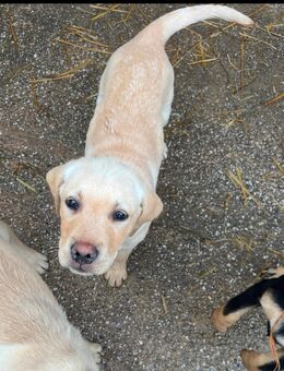 Süße Labrador-Welpe - Rittersdorf (Rheinland-Pfalz)