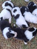 Border Collie Welpen vom Border-Valley in 97778