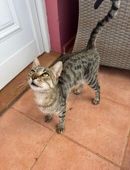 Tigermädchen Edda sucht DICH! - Walluf