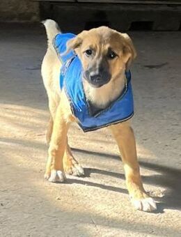 Knuddel ist ein lieber, süßer Kerl - Berlin