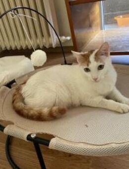 Karamel; Animal Hording Geisel - Geilenkirchen