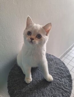 Noch 2 bkh Kittys Kätzchen - Nürnberg