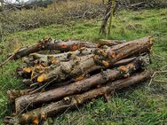 Holz Apfel Stämme frisch abgesägt - Fellbach