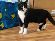 Katzen abzugeben - Rostock
