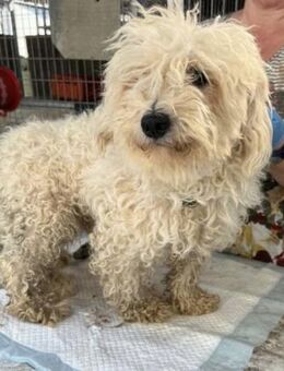 PlastikPP - sanfter Malteserrüde - Neustadt (Rübenberge)