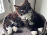 Maine Coon Kitten suchen neues liebevolles Zuhause - Göppingen