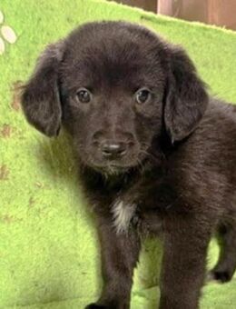 Welpenbub Milo 🖤 - Laufen